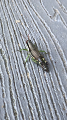 Melanoplus viridipes