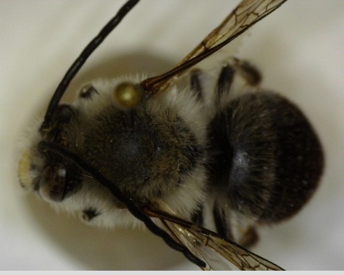 iNaturalist observation photo of Bees