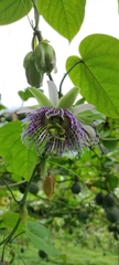 Passiflora serratifolia