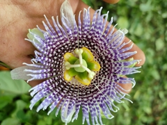 Passiflora serratifolia