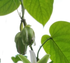 Passiflora serratifolia