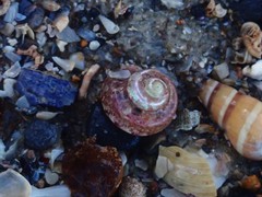 Notogibbula bicarinata