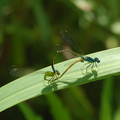 Ischnura capreolus