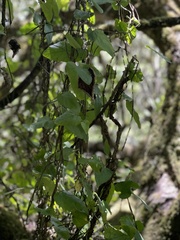 Aristolochia californica