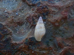 Mitrella semiconvexa