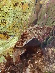 Enchiridium punctatum