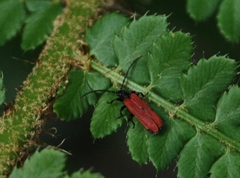 Platycis minutus