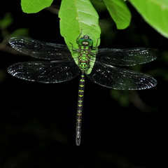 Triacanthagyna nympha