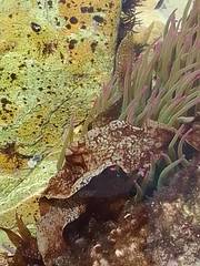 Enchiridium punctatum