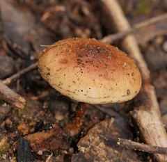 Pholiota communis