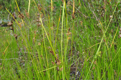 Carex viridula