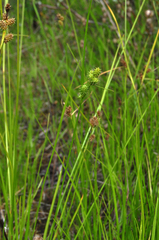 Carex viridula