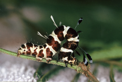 Rhanidophora cinctigutta