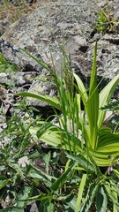 Melica turczaninowiana