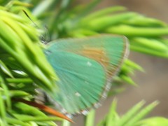 Callophrys affinis homoperplexa