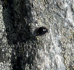 Hyperaspis bigeminata