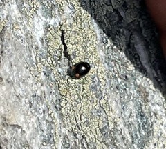 Hyperaspis bigeminata