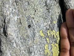 Hyperaspis bigeminata