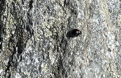 Hyperaspis bigeminata