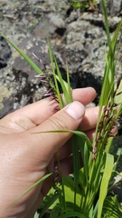 Melica turczaninowiana