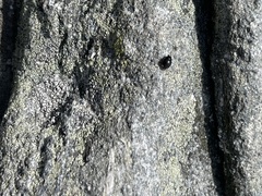 Hyperaspis bigeminata