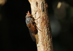 Rhingia rostrata