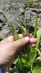 Melica turczaninowiana