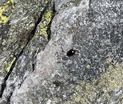 Hyperaspis bigeminata