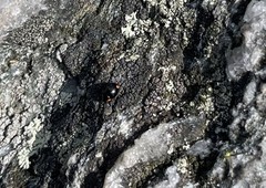 Hyperaspis bigeminata