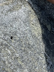 Hyperaspis bigeminata