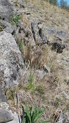 Cleistogenes kitagawae