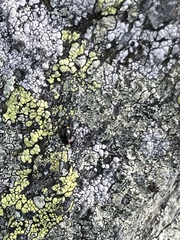 Hyperaspis bigeminata