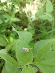 Naupactus glaucus