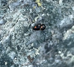 Hyperaspis bigeminata