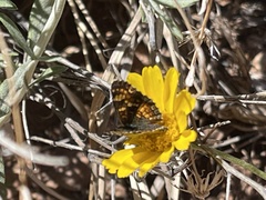 Phyciodes pulchella camillus