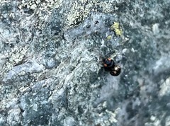 Hyperaspis bigeminata