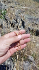 Cleistogenes kitagawae