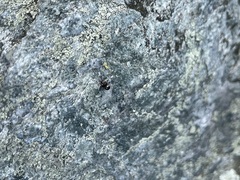 Hyperaspis bigeminata