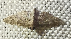 Gymnoscelis rufifasciata
