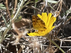 Phyciodes pulchella camillus