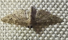 Gymnoscelis rufifasciata