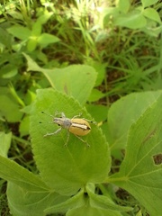 Naupactus glaucus