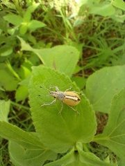 Naupactus glaucus