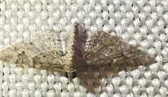 Gymnoscelis rufifasciata