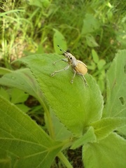 Naupactus glaucus