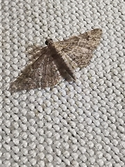 Gymnoscelis rufifasciata