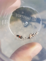 Prostemma aeneicolle