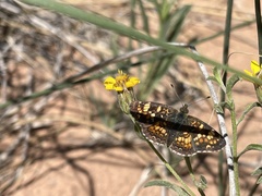 Phyciodes pulchella camillus