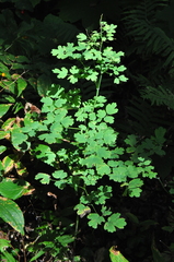 Thalictrum venulosum