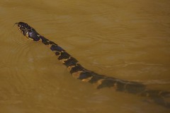 Nerodia sipedon williamengelsi